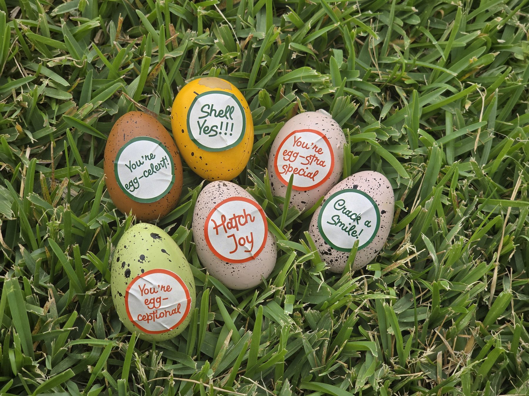 Egg Packaging — packaging work by Miled Sebaaly, Miled Studio (2 of 11)